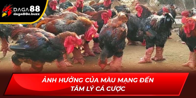 Ảnh hưởng của màu mạng đến tâm lý cá cược