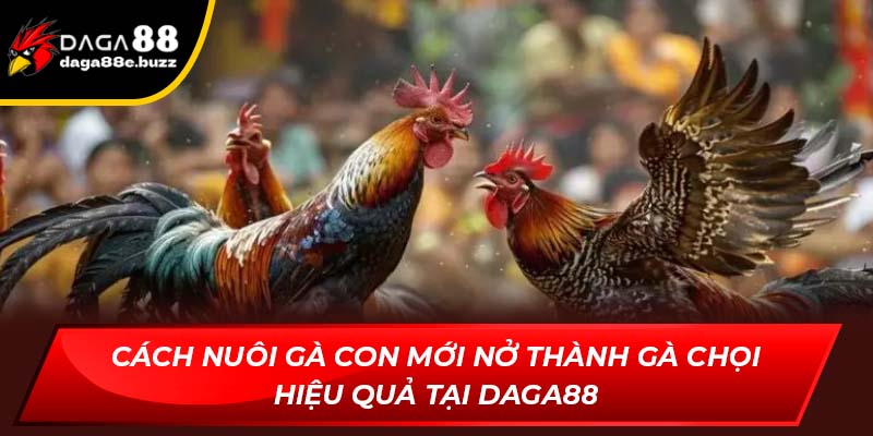 cách nuôi gà con mới nở