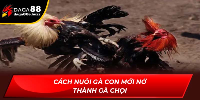 Cách nuôi gà con mới nở thành gà chọi