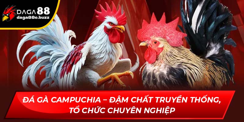 Đá gà Campuchia – Đậm chất truyền thống, tổ chức chuyên nghiệp