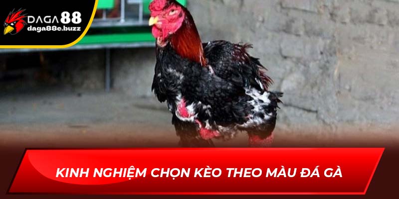 Kinh nghiệm chọn kèo theo màu đá gà