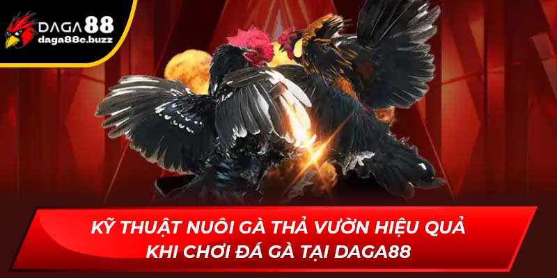 Kỹ thuật nuôi gà thả vườn hiệu quả khi chơi đá gà tại Daga88