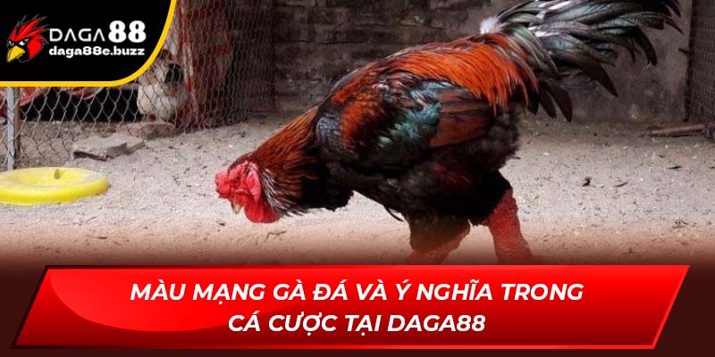 Màu mạng gà đá