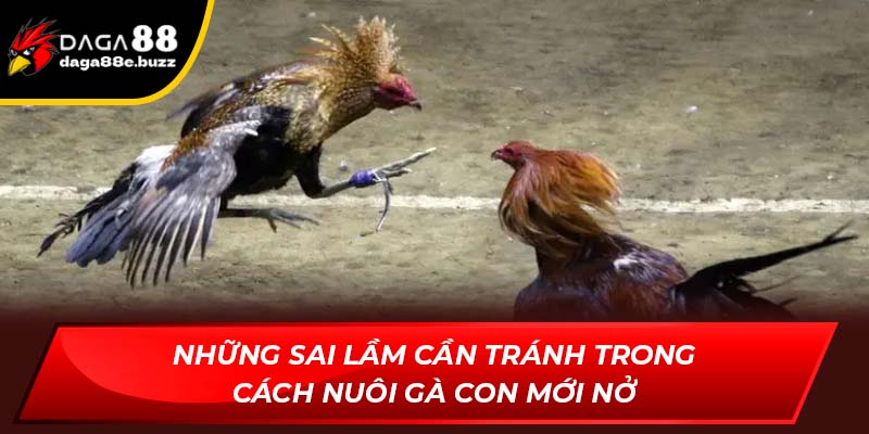 Những sai lầm cần phải tránh trong cách nuôi gà con mới nở