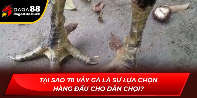Tại sao 78 vảy gà là sự lựa chọn hàng đầu cho dân chọi?