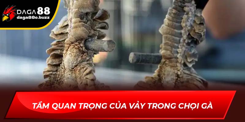 Tầm quan trọng của vảy đẹp trong chọi gà