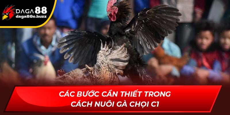 Các bước cần thiết có trong cách nuôi gà chọi C1