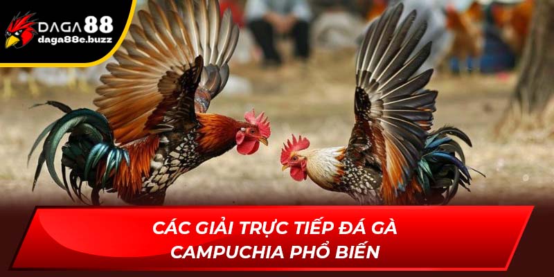 Các giải Trực tiếp đá gà Campuchia phổ biến