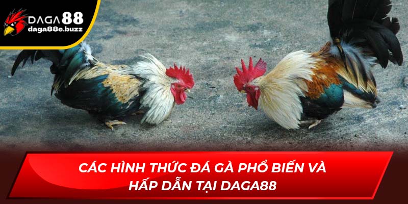 Các hình thức đá gà phổ biến và hấp dẫn