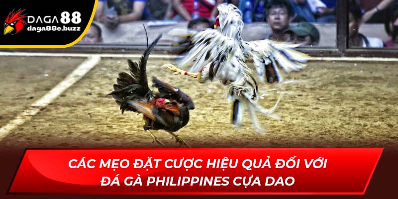Các mẹo đặt cược hiệu quả đối với đá gà Philippines cựa dao