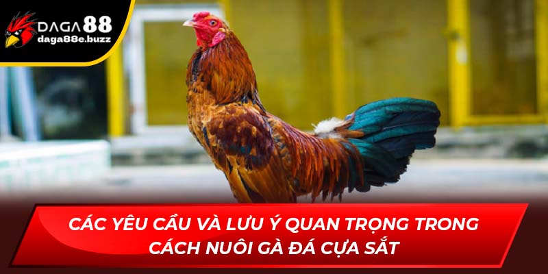 Các yêu cầu và lưu ý quan trọng trong cách nuôi gà đá cựa sắt