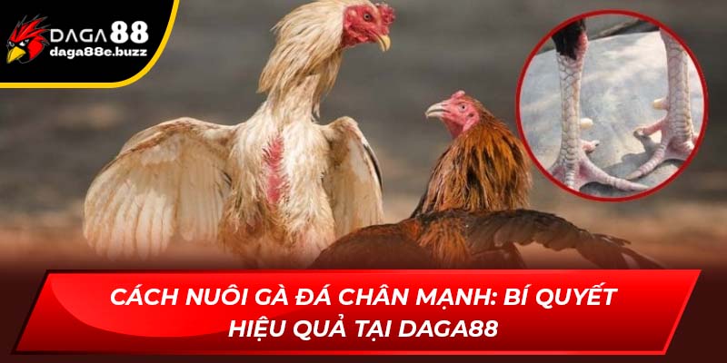 Cách nuôi gà đá chân mạnh