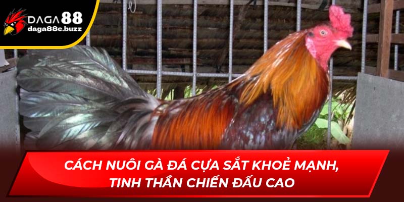 Cách nuôi gà đá cựa sắt khoẻ mạnh, tinh thần chiến đấu cao