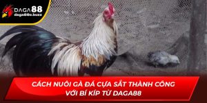cách nuôi gà đá cựa sắt