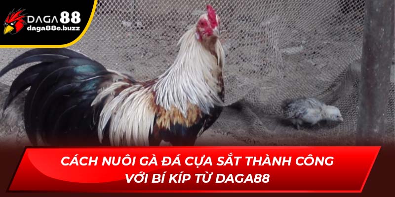 cách nuôi gà đá cựa sắt