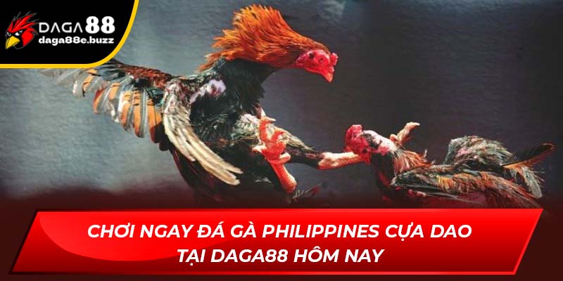 đá gà Philippines cựa dao