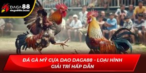 đá gà Mỹ cựa dao