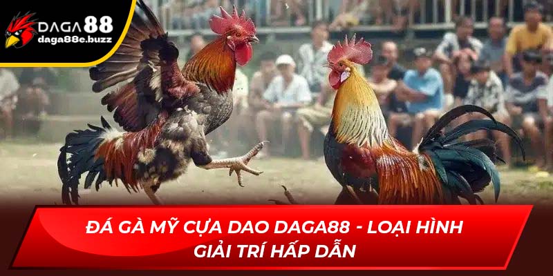 đá gà Mỹ cựa dao