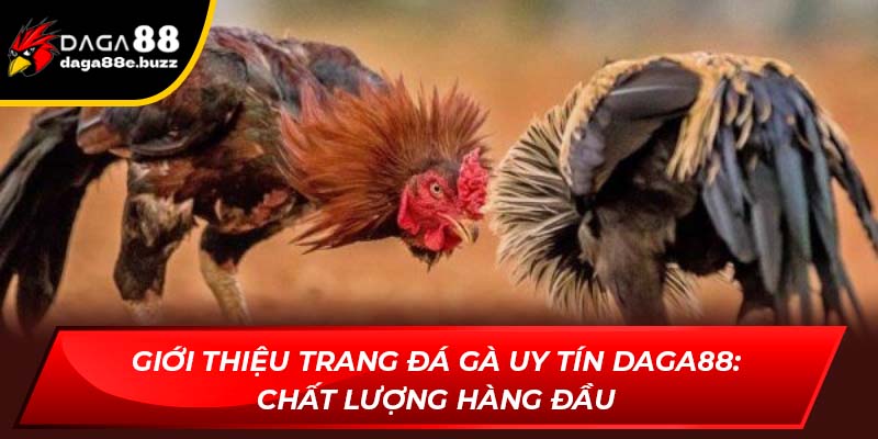 Giới thiệu trang đá gà uy tín Daga88: Chất lượng hàng đầu