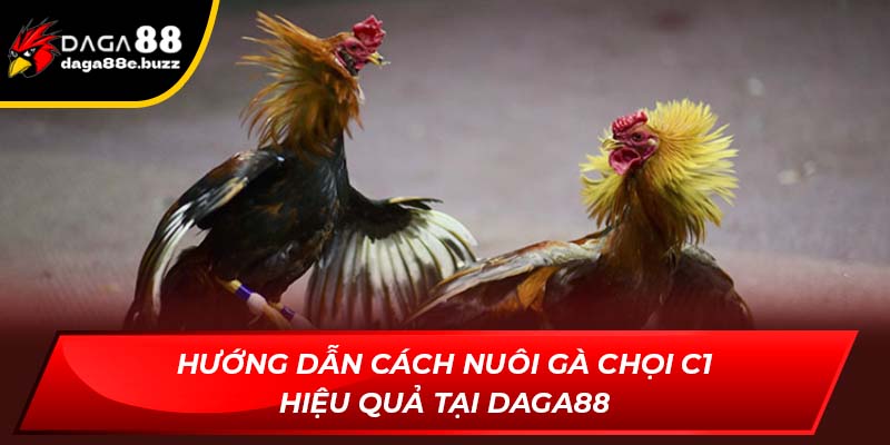 cách nuôi gà chọi C1