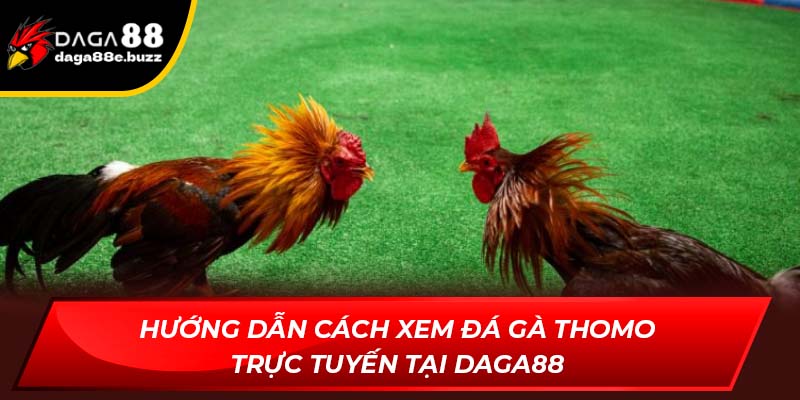 Hướng dẫn chi tiết cách xem đá gà Thomo trực tuyến sắc nét