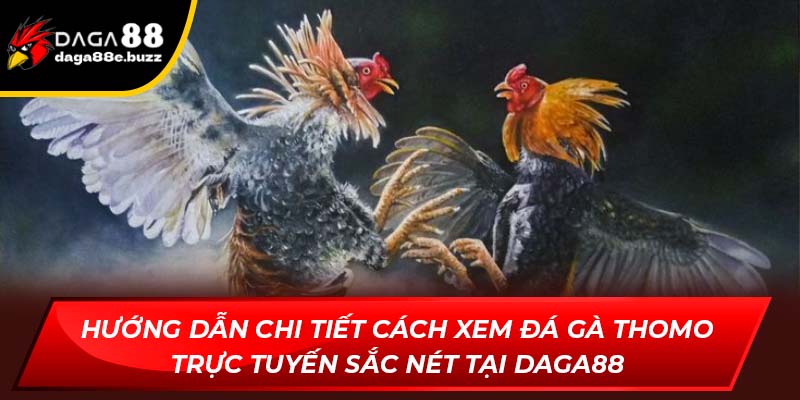 đá gà Thomo