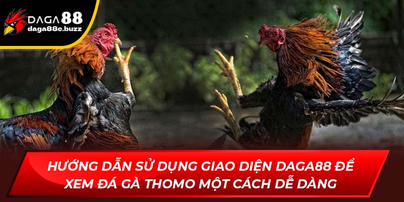 Hướng dẫn sử dụng để xem đá gà Thomo một cách dễ dàng