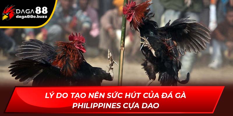 Lý do tạo nên sức hút của đá gà Philippines cựa dao