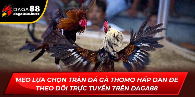 Mẹo lựa chọn các trận đá gà Thomo hấp dẫn để theo dõi