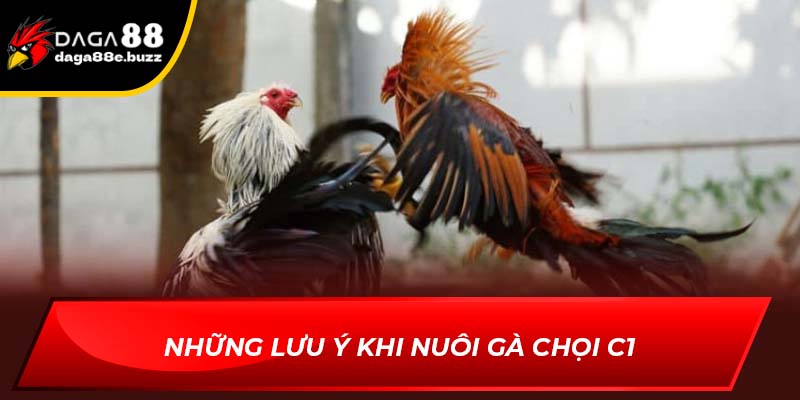 Những lưu ý trong cách nuôi gà chọi C1