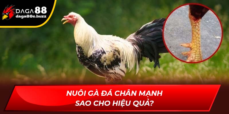 Nuôi gà đá chân mạnh sao cho hiệu quả nhất?