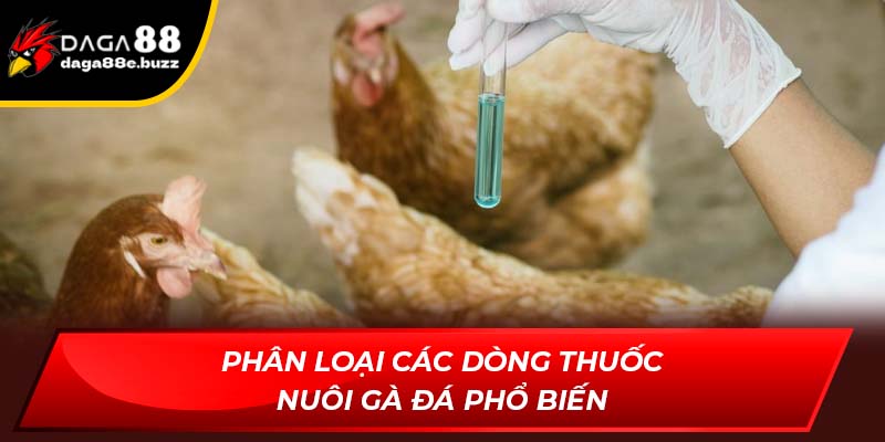 Phân loại các dòng thuốc nuôi gà đá phổ biến