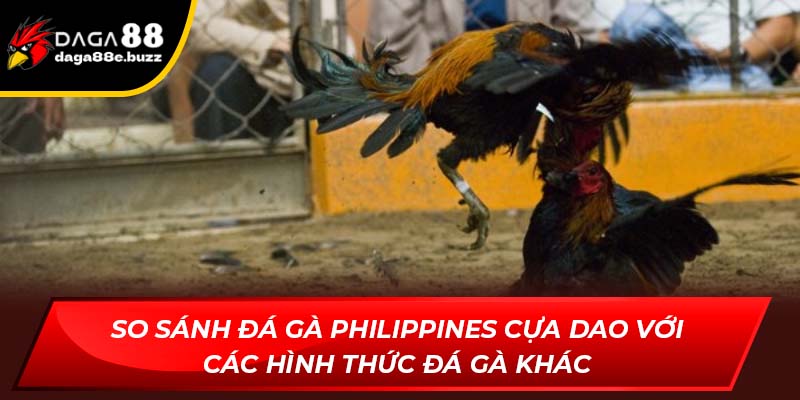 So sánh đá gà Philippines cựa dao với các hình thức đá gà khác
