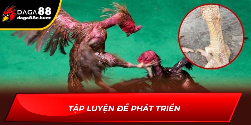 Tập luyện để gà phát triển