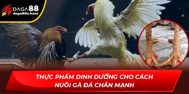 Thực phẩm dinh dưỡng trong cách nuôi gà đá chân mạnh