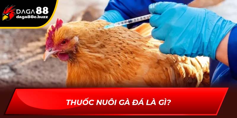 Thuốc nuôi gà đá là gì