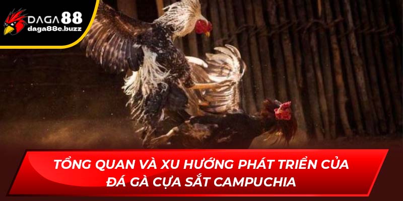 Tổng quan xu hướng phát triển của đá gà cựa sắt Campuchia