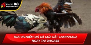 đá gà cựa sắt Campuchia