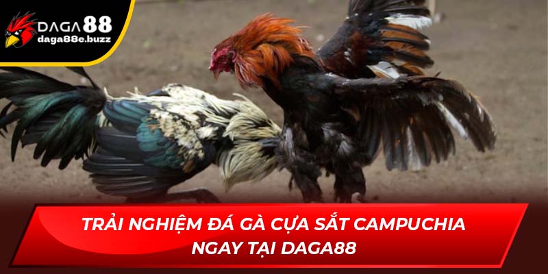 đá gà cựa sắt Campuchia