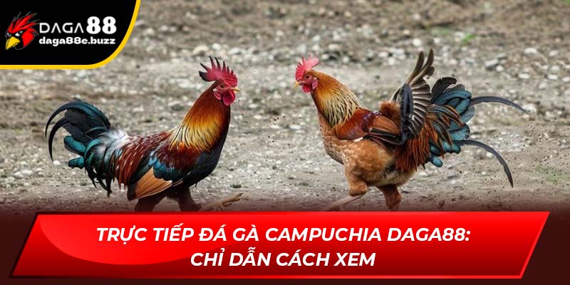 Hướng dẫn xem trực tiếp đá gà Campuchia Daga88