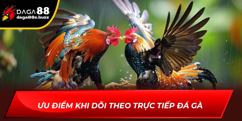 Ưu điểm khi dõi theo trực tiếp đá gà